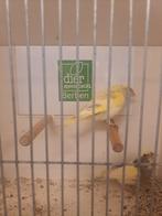 Bonte groenlingen mannen, Dieren en Toebehoren, Mannelijk