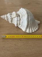 Paardenhoorn schelp, Verzamelen, Mineralen en Fossielen, Ophalen of Verzenden, Schelp(en)