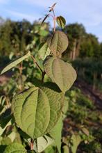 Cercidiphyllum japonicum / Katsuraboom, Tuin en Terras, Bloeit niet, Overige soorten, 100 tot 250 cm, Ophalen