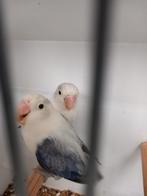 Koppel fischerie, Dieren en Toebehoren, Vogels | Parkieten en Papegaaien, Meerdere dieren, Parkiet
