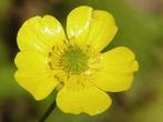 Grote boterbloem, speciaal voor helofytenfilter gekweekt, Tuin en Terras, Planten | Tuinplanten, Ophalen, Zomer, Overige soorten