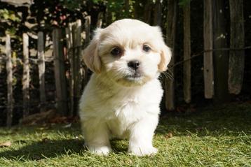 Boomer pups | Shih Tzu x Maltezer beschikbaar voor biedingen