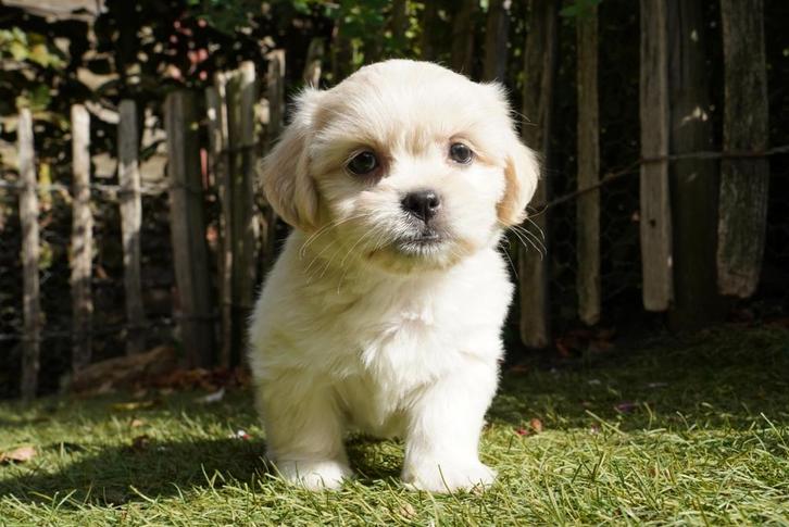 Boomer pups | Shih Tzu x Maltezer, Dieren en Toebehoren, Honden | Chihuahua's en Gezelschapshonden, Meerdere dieren, Fokker | Professioneel