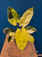 Philodendron Burle Marx Variegata p10 (2), Ophalen of Verzenden, Halfschaduw, Minder dan 100 cm