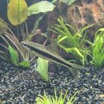Siamese algeneters (Gyrinocheilus aymonieri), Dieren en Toebehoren, Vissen | Aquariumvissen, Vis, Zoetwatervis, Schoolvis