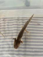 Axolotl, Dieren en Toebehoren, 0 tot 2 jaar