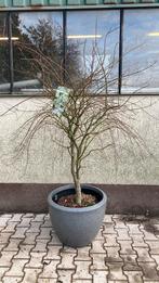 Japanse esdoorn ‘ukigimo’ met grote pot, Tuin en Terras, Ophalen, Bloeit niet, Halfschaduw, Overige soorten