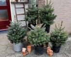 Kerstboom met kluit+wortels! Glauca +-60/65 h Vers vd kweker, Tuin en Terras, Planten | Bomen, Ophalen, Overige soorten, Minder dan 100 cm