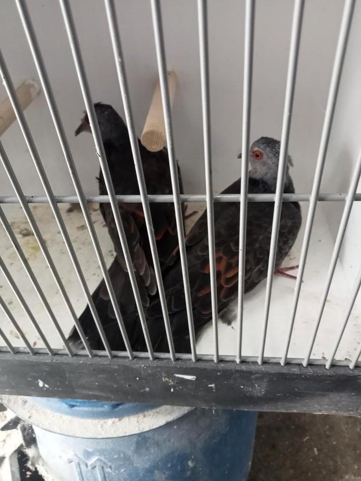 Mooi koppel dusky tortels, Dieren en Toebehoren, Vogels | Duiven, Overige soorten, Meerdere dieren