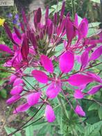 Cleome zaad ( katte snor ) €0,50 per zakje ) 3 kleuren, Zomer, Ophalen of Verzenden, Overige soorten, Eenjarig