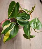 Philodendron silver stripe plant, Ophalen