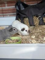 2 cavia beertjes, Dieren en Toebehoren, Knaagdieren, Mei, Mannelijk, Cavia
