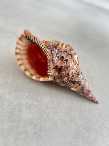 Mooie triton schelp/ trompetschelp 27cm beschikbaar voor biedingen