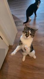 Twee jongvolwassenen katers, met automatische kattenbak, Kater