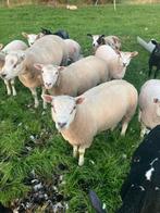 2 mooie dekrammen, Dieren en Toebehoren, Schapen, Geiten en Varkens, Mannelijk, Schaap