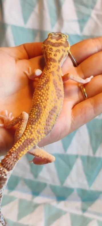 Tremper Albino – Vrouw beschikbaar voor biedingen