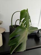 monstera plant (gatenplant) zelf gestekt, Overige soorten, Minder dan 100 cm, Halfschaduw, In pot