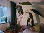 Strelitzia nicolai 230cm te koop, Huis en Inrichting, Kamerplanten, Ophalen, Halfschaduw, 200 cm of meer