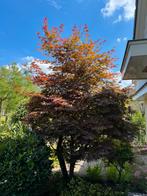 Japanse esdoorn rood, Tuin en Terras, Planten | Bomen, Bloeit niet, Halfschaduw, 100 tot 250 cm, Overige soorten