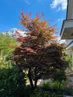 Japanse esdoorn rood, Tuin en Terras, Bloeit niet, Halfschaduw, 100 tot 250 cm, Overige soorten