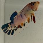 Betta splendens vrouw 07, Vis