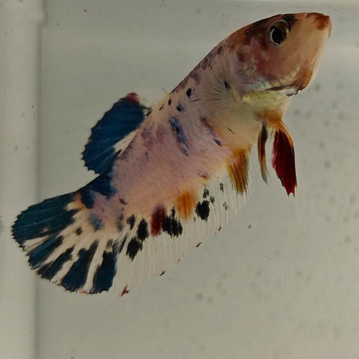 Betta splendens vrouw 07, Dieren en Toebehoren, Vissen | Aquariumvissen, Vis