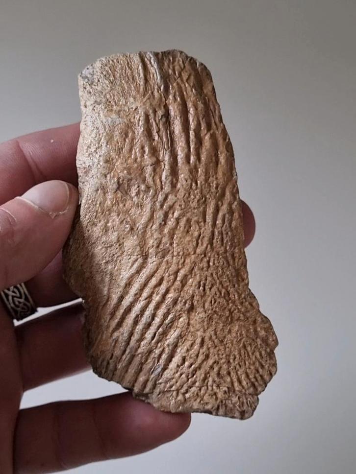 Fossiel bot Mawsonia Coelacanth vis (dinosaurus tijdperk), Verzamelen, Mineralen en Fossielen, Fossiel, Ophalen of Verzenden