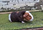 US teddy cavia's,  zeugjes, Dieren en Toebehoren, Knaagdieren, Vrouwelijk, Cavia, Na 1 juli 2024, Tam