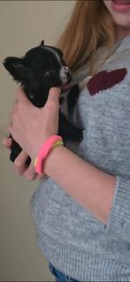 Exotische fluffy franse bulldog, Dieren en Toebehoren, 8 tot 15 weken, Teef, Bulldog, Eén hond