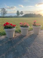 Bloempotten met Geraniums, Tuin en Terras, Ophalen, Kunststof, Minder dan 60 cm, Rond