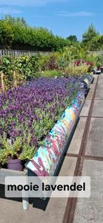 Diverse planten voor tuin en terras zie bijlage., Ophalen, Zomer, Overige soorten, Volle zon