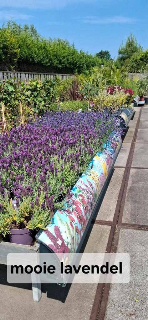 Diverse planten voor tuin en terras zie bijlage., Tuin en Terras, Planten | Tuinplanten, Overige soorten, Volle zon, Zomer, Ophalen