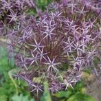 Zaden Allium Christophii, Verzenden, Voorjaar, Volle zon, Zaad