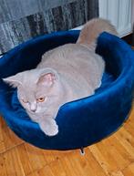 Britse Korthaar van 1,5 jr zoekt een liefdevol thuis, Dieren en Toebehoren, Katten en Kittens | Raskatten | Korthaar, Poes, Gechipt