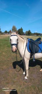 Bomproof 7 jarige Welsh spring, L dressuur en cross ponyruin, Gechipt, Ruin, Dressuurpony, 7 tot 10 jaar