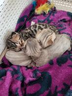 Bengaalse (snow)kittens te koop., Dieren en Toebehoren, Katten en Kittens | Raskatten | Korthaar