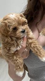 Exclusieve Maltipoo F1 pup (Maltezer/Azian Toy Poedel), Particulier, Rabiës (hondsdolheid), Overige rassen, 8 tot 15 weken