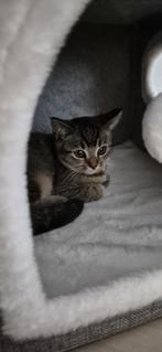 Schattig half britse korthaar, Dieren en Toebehoren, Katten en Kittens | Raskatten | Korthaar, Poes, 0 tot 2 jaar