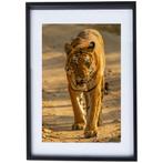 Mooie Tijger poster - natuur - in zwarte lijst - 42 x 52 cm, 50 tot 75 cm, Ophalen of Verzenden, Zo goed als nieuw, Minder dan 50 cm