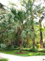 Livistona chinensis palm boom, Ophalen of Verzenden, Gehele jaar, Volle zon