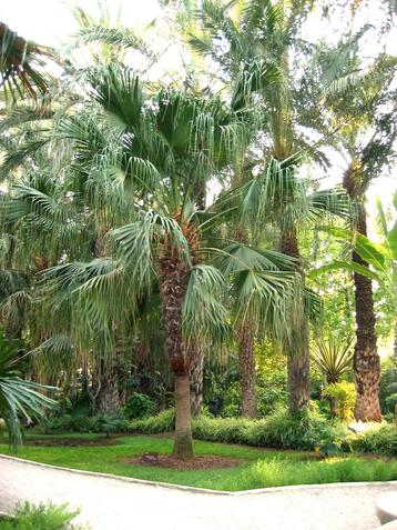 Livistona chinensis palm boom beschikbaar voor biedingen