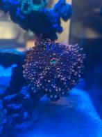 Ricordea yuma Orange, Dieren en Toebehoren, Vis