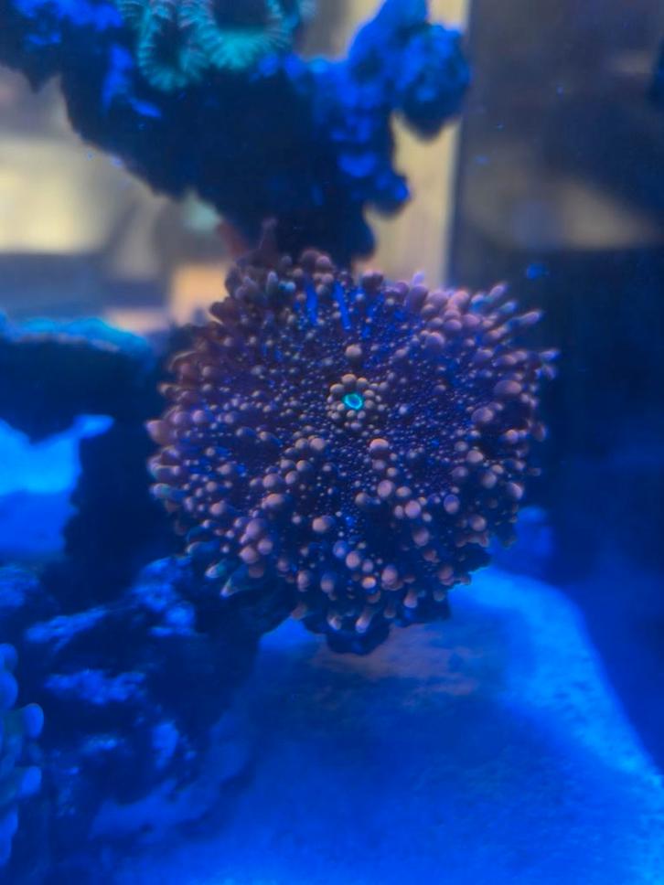 Ricordea yuma Orange, Dieren en Toebehoren, Vissen | Aquariumvissen, Vis