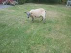 Bleu du maine  ram, Dieren en Toebehoren, Schapen, Geiten en Varkens, Mannelijk, Schaap