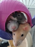 5 dames ratjes met kooi, Dieren en Toebehoren, Knaagdieren, September, Vrouwelijk, Rat