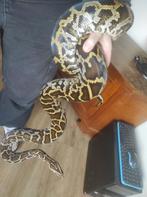 Tijgerpython, Slang, 3 tot 6 jaar