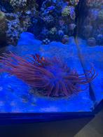 Rode tepel anemoon, Dieren en Toebehoren, Vissen | Aquaria en Toebehoren, Ophalen, Gevuld zeewateraquarium