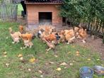 LAATSTE 2 hennen 1 haan BUFF COLUMBIA, Dieren en Toebehoren, Pluimvee, Meerdere dieren, Kip