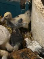 Nog enkele beschibaar kaapse eeenden 3 stuks zeer mooi ., Dieren en Toebehoren, Pluimvee, Meerdere dieren, Eend