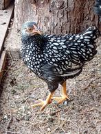 Wyandotte krielen zilver zwart gezoomd, Dieren en Toebehoren, Pluimvee, Meerdere dieren, Kip